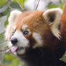 redpanda.jpg